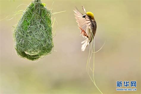 鳥築巢怎麼辦|鳥害防治！如何防止鳥築巢？友善驅鳥、防鳥方法推薦。